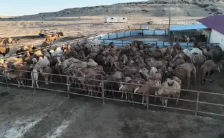 Нурдаулет Килыбай посетил первый в Казахстане автоматизированный цех по доению верблюдов в Тупкараганском районе