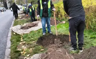 Турксибский район Алматы: леса и улицы, как зеленые нити, связывают жителей с природой