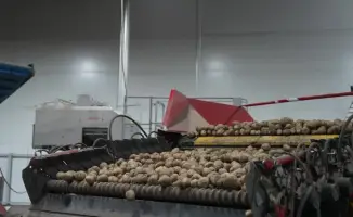 Увеличение импорта картофеля и снижение экспорта: прогнозы для лука и картофеля в Казахстане на 2025 год