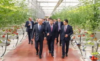 Создание рабочих мест и продовольственная безопасность: первый урожай томатов в тепличном комплексе Шымкента