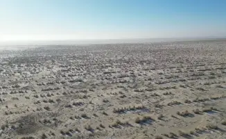 Саксаул: зеленая надежда на дне Арала!