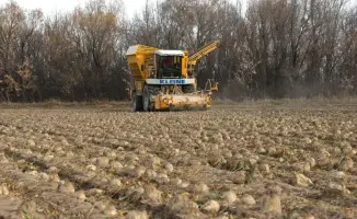 В Жетісу достигнут рекорд переработки сахарной свеклы: 54 тыс. тонн