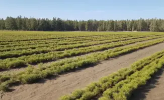 Караганда: 2 миллиона саженцев для зелёного будущего!