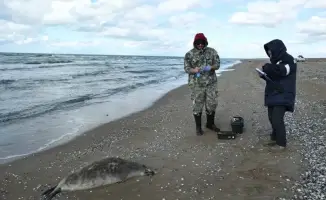 Обнаружение 112 мертвых тюленей на побережье Каспийского моря вызывает международное беспокойство