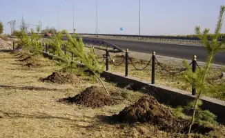 Участие местных жителей в субботнике в Казыгурте: коллективные усилия по озеленению и очистке территории