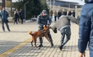 Полицейская собака: уроки законопослушности от четвероногого друга