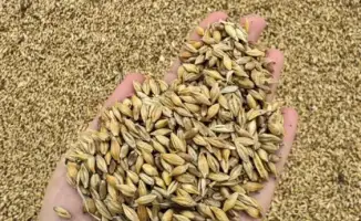 Глубокая переработка зерна в Казахстане: новые перспективы