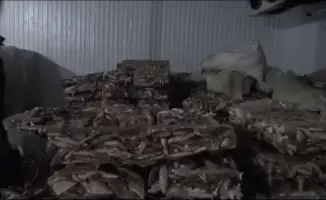 Незаконный экспорт 75 тонн филе судака из Кызылординской области: последствия для бизнеса и правоприменения