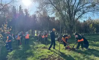 Сайрамский район высадка 100 саженцев деревьев очистка улиц