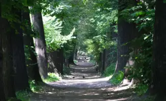 Роща Баума: Возрождение зелёного сердца Алматы!