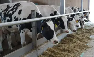 Казахстан: мясо на экспорт — новые горизонты!