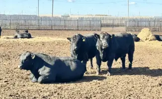 Плодородные перемены: субсидии на племенное животноводство поднимут сельское хозяйство Казахстана на новую высоту