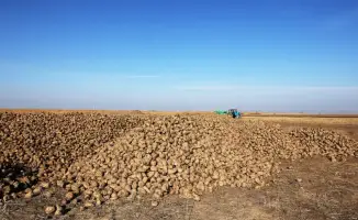 Аким Жамбылской области Ербол Карашукеев проверил уборку сахарной свеклы в Меркенском районе