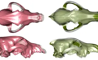 Казахстанские ученые сделали открытие о древнем разнообразии собак