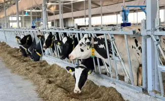 Сбор кормов в Казахстане обеспечит продовольственную безопасность животных этой зимой