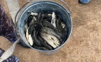 Выпуск более 237 тысяч сеголеток белого амура в реку Есиль: вклад в сохранение водных ресурсов