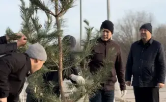 В Актобе высадили 150 сосен в рамках акции по озеленению