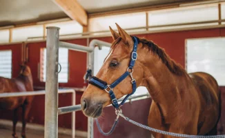 Ипподром в Астане: продажа лошадей и авто за 200 тыс. тенге