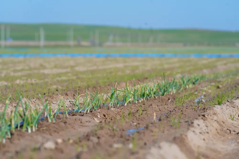 В ТУРКЕСТАНСКОЙ ОБЛАСТИ ВНЕДРЕНЫ ВОДОСБЕРЕГАЮЩИЕ ТЕХНОЛОГИИ НА 114 ТЫСЯЧАХ ГЕКТАРОВ ЗЕМЛИ (6)
