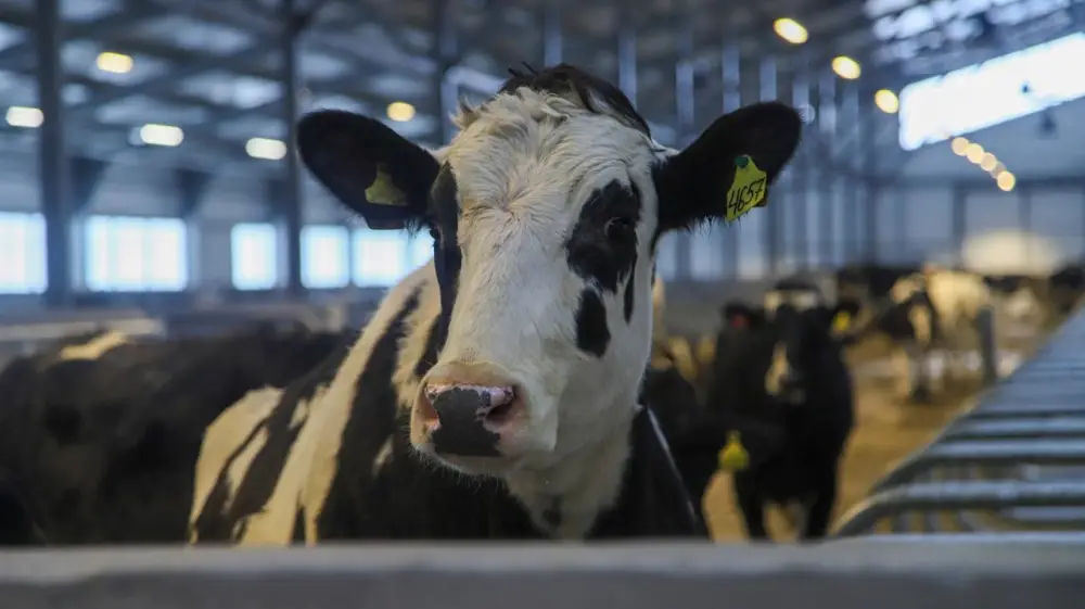 В ВКО состоялось открытие новой молочно-товарной фермы на 1075 голов (7)