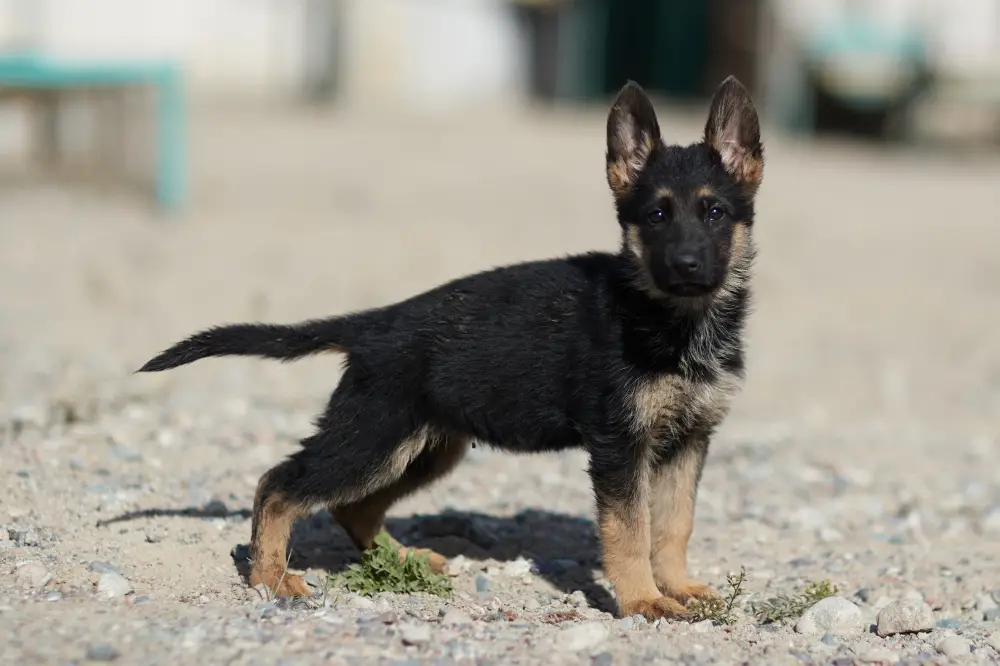 Щенки тоже готовы служить стране: в Нацгвардии увеличивается число породистых служебных собак (2)