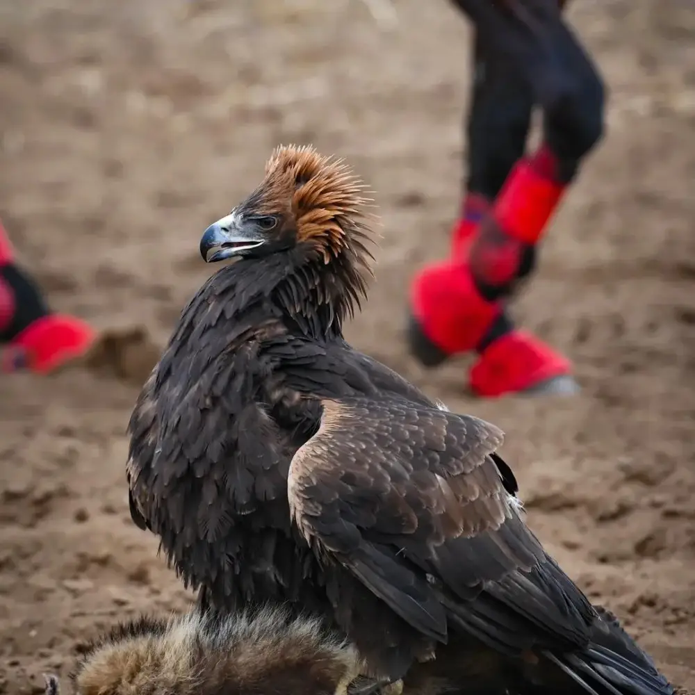 В Актобе отметили День «Салбурын», посвященный национальным видам спорта (8)