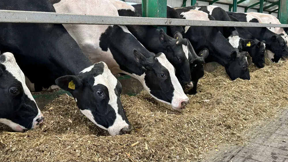 15 новых инвестпроектов в сфере животноводства стартуют в Костанайской области в 2026 году (3)