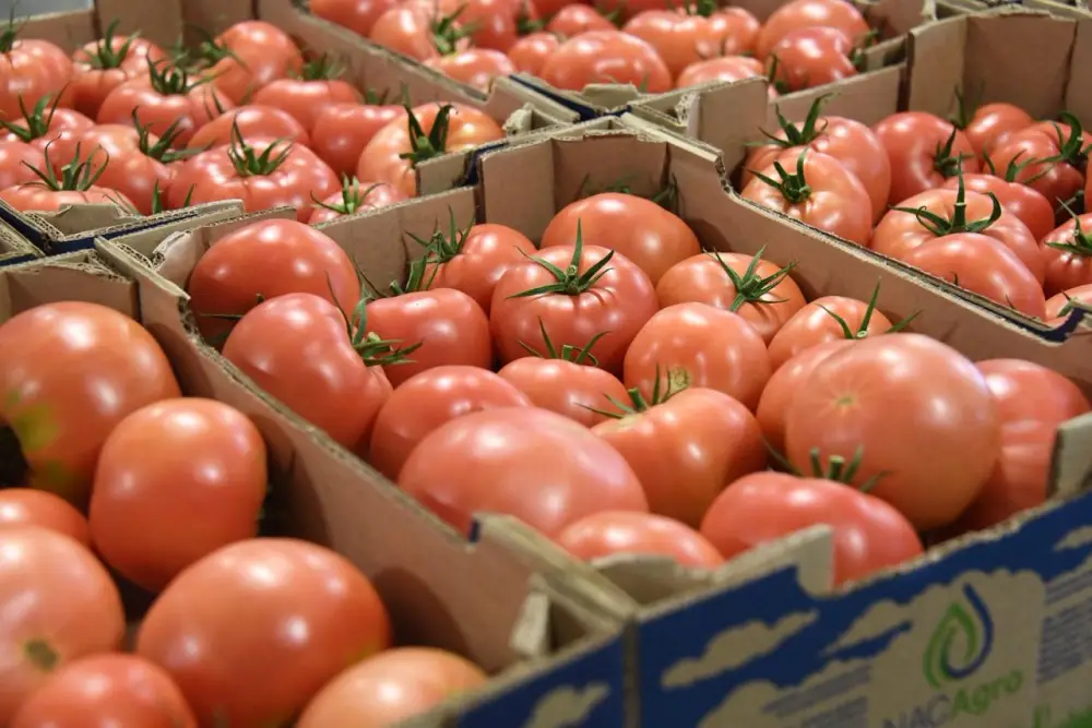 СПК «Алматы» напоминает о трёхдневном режиме работы ярмарок выходного дня в преддверии Нового года (2)