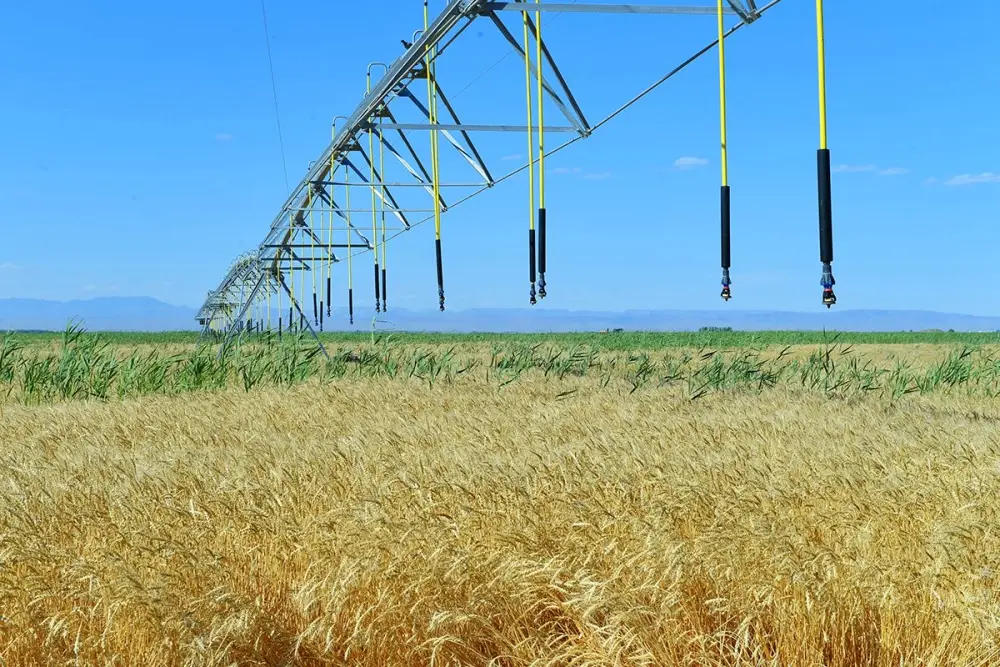 АПК Туркестанской области показывает высокие темпы развития (4)