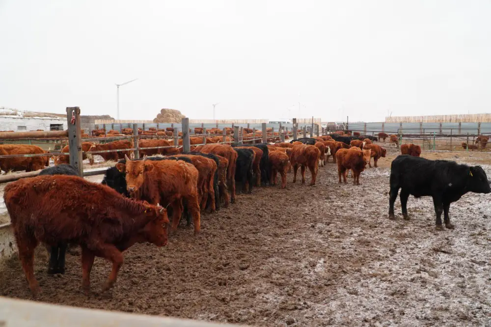 В Ерейментауском районе формируется крупный мясной кластер (4)