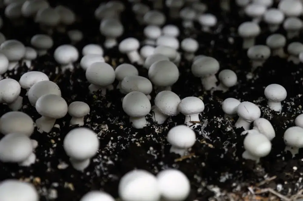 Производство сгущенного молока мощностью 12 тыс. тонн в год запустили в СКО (8)