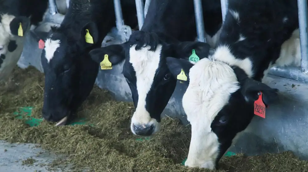 В ВКО состоялось открытие новой молочно-товарной фермы на 1075 голов (8)