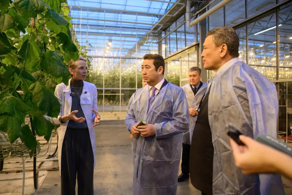 Тепличный комплекс «Зеленый Север» планирует расширение производственных мощностей до 4,5 тыс.тонн продукции в год (2)