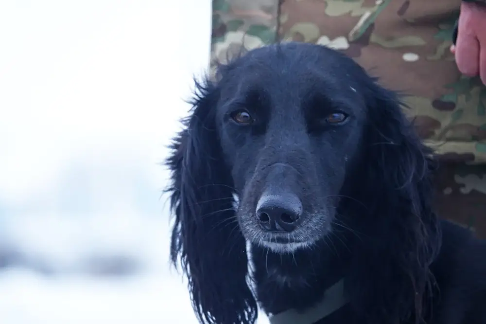 Четвероногий «солдат» служит в войсковой части Вооруженных сил (4)