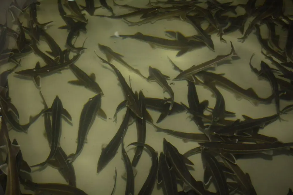 В Мангистауской области реализуется первый в Центральной Азии морской аквакультурный проект (6)