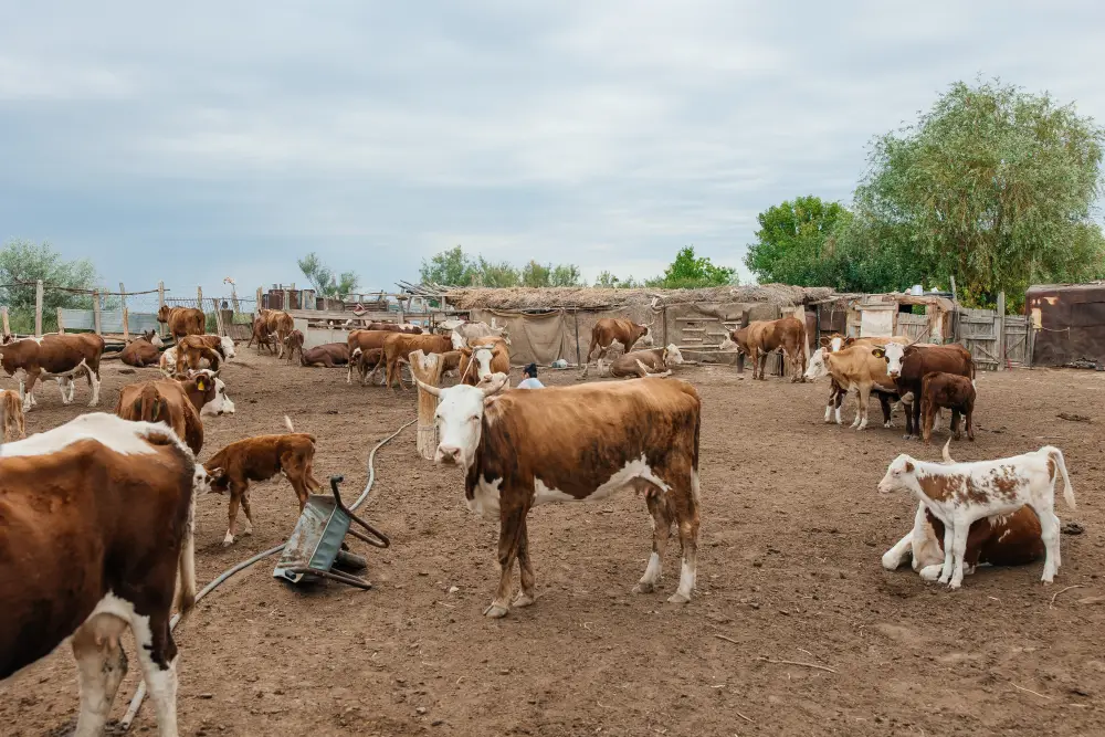 В Атырауской области объём производства сельскохозяйственной продукции достиг 116,8 млрд тенге (4)