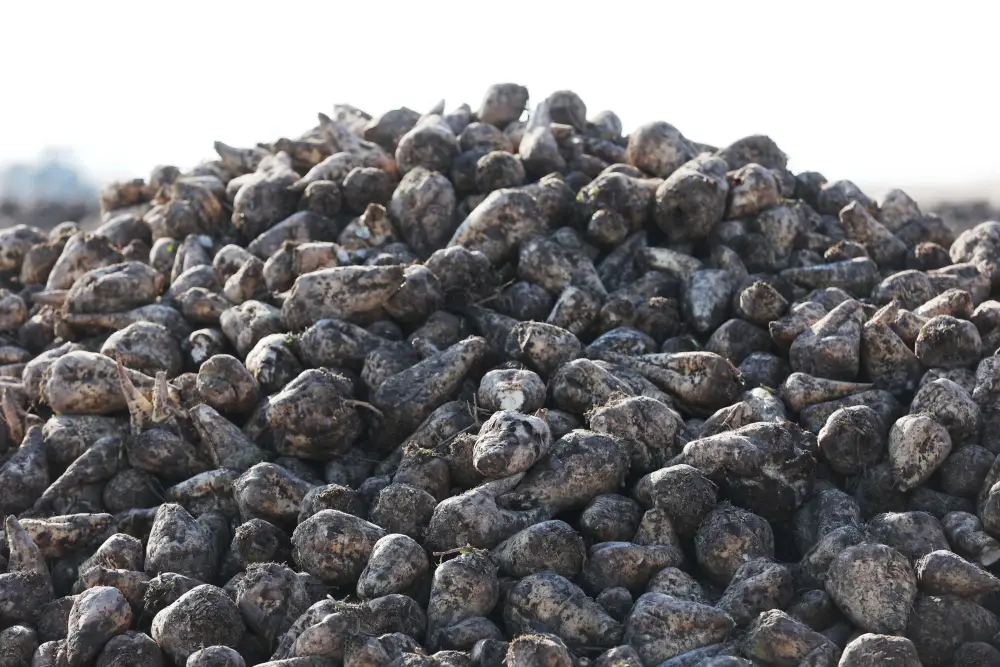 Почти 30 млрд тенге субсидий направлено на развитие агросектора Жамбылской области (6)