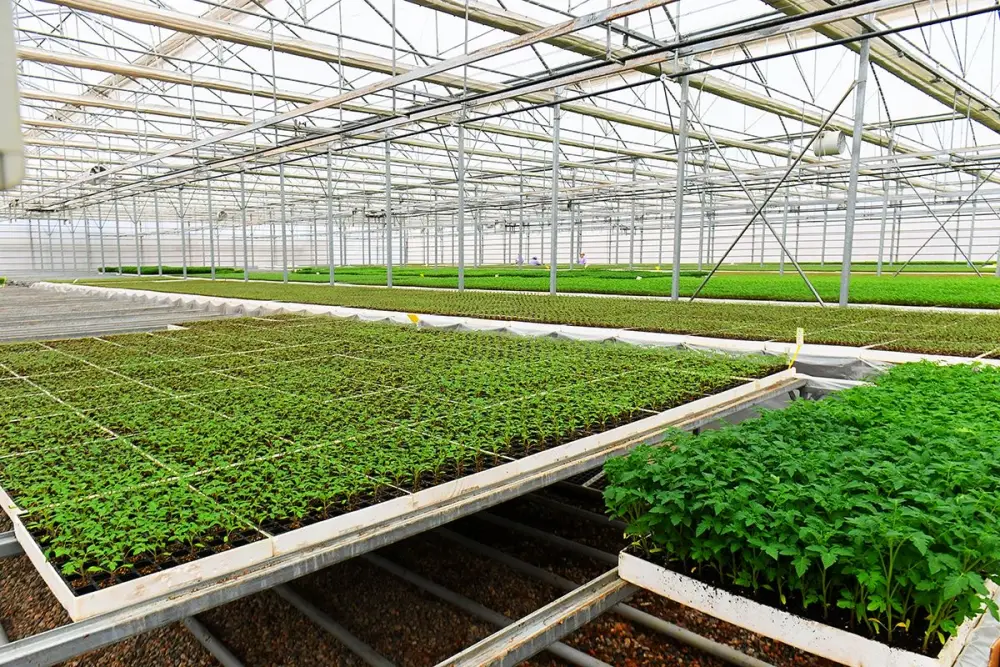 АПК Туркестанской области показывает высокие темпы развития (2)