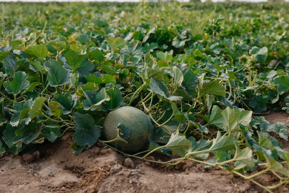 В Атырауской области объём производства сельскохозяйственной продукции достиг 116,8 млрд тенге (5)
