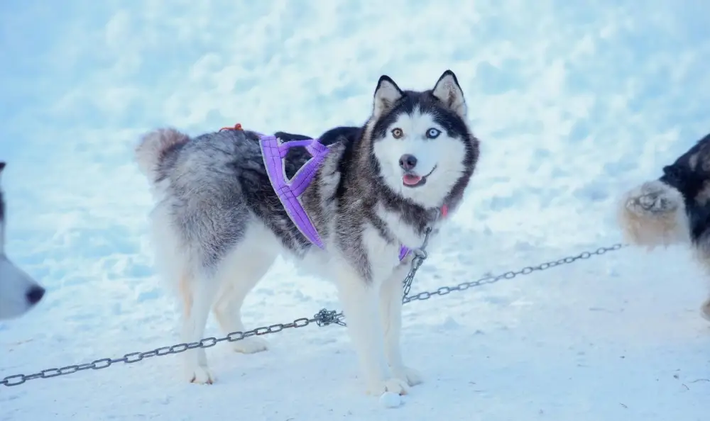 В ВКО официально открыт зимний туристский сезон (7)