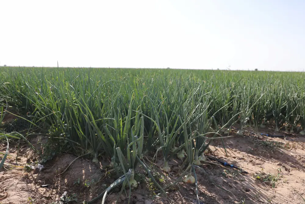 Почти 30 млрд тенге субсидий направлено на развитие агросектора Жамбылской области (7)