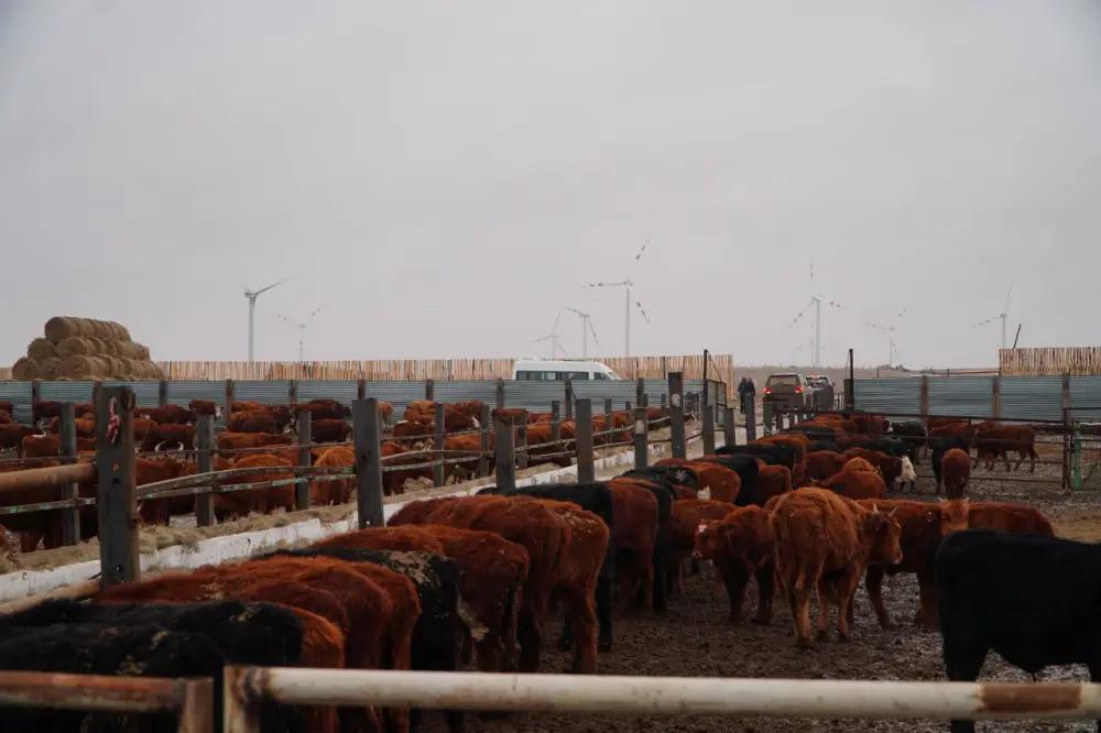 В Ерейментауском районе формируется крупный мясной кластер (3)