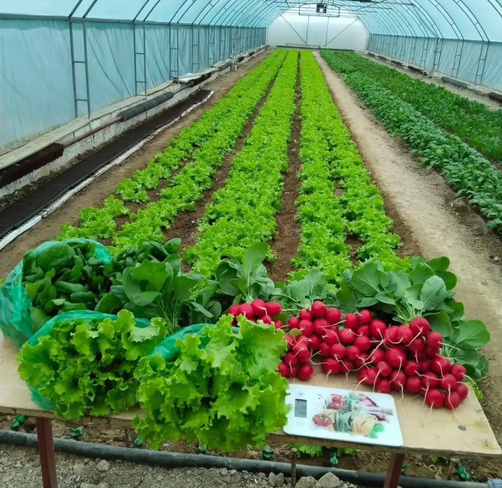 Объём сельскохозяйственной продукции в Мангистауской области достиг 38 млрд тенге (3)