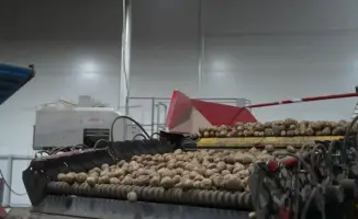 Лук и картофель: урожайный прогноз для Казахстана в 2025 году — плоды труда и перемен