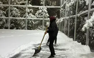 Алматы: Эко-революция молодежи в сердце чистого города