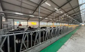 В Костанайской области объявлены 15 новых инвестпроектов в животноводстве на 2026 год
