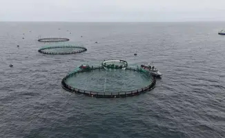 Первый проект морской аквакультуры в Центральной Азии запущен в Мангистау