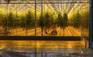 Расширение тепличного комплекса «Зеленый Север» способствует повышению продовольственной безопасности региона