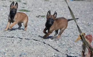 В Нацгвардии МВД РК родилось 42 щенка, которые будут обучены для службы в обеспечении безопасности