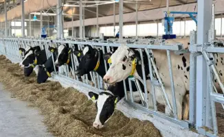 Открытие молочно-товарной фермы на 1 075 голов в Алтайском районе ВКО